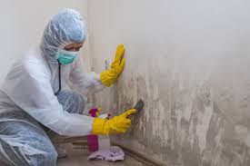 Ridge, NY Mold Removal Company